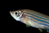 Danio rerio closeup