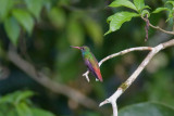 <i>Amazilia tzacatl</i><br>Rufus-tailed Hummingbird