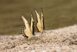 <i>Heraclides androgeus</i><br>Androgenous Swallowtail