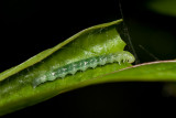 Caterpillar [Unidentified]