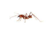 Atta (Leaf-cutting ants)