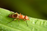 Diptera [Unidentified]