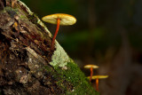 Fungus collection