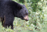 <i>Ursus americanus</i><br> Black Bear