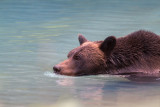 <i>Ursus arctos</i><br> Grizzly Bear