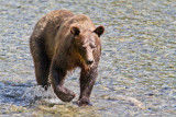 <i>Ursus arctos</i><br> Grizzly Bear