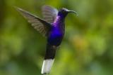 <i>Campylopterus hemileucurus</i><br>Violet Sabrewing