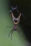 <i>Micrathena sagittata</i><br>Arrow-shaped Micrathena