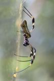 <i>Nephila clavipes</i><br>Golden Orb Spider
