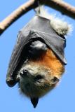 <i>Pteropus Poliocephalus</i> </br>Grey-headed Flying-fox