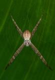 <i>Argiope keyserlingi</i> </br>St. Andrews Cross