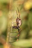 <i>Nephila plumipes</i> </br>Golden Orb-weaving Spider
