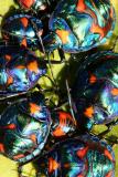 <i>Tectocoris diophthalmus</i> </br>Cotton Harlequin Bug
