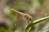 <i>Brachythemis contaminata</i>