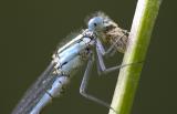 <i>Enallagma cyathigerum</i></br> Common Blue Damselfly