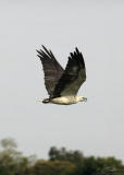 Haliaeetus leucogasterWhite-bellied Sea Eagle