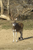 <i>Axis axis</i></br>Chital [male]