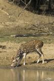 <i>Axis axis</i></br>Chital [male]