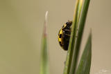 <i>Psyllobora vigintiduopunctata</i></br>22-spot Ladybird