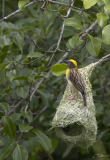 <i>Ploceus philippinus</i></br>Baya Weaver
