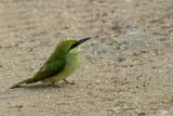 <i>Merops orientalis</i></br>Green Bee-eater