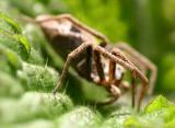 <i>Pirata hygrophilus</i></br>Wolf Spider