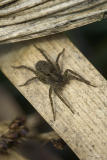 Unidentified Spider