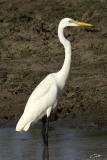 Ardea alba Great Egret