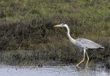 <i>Ardea cinerea</i> </br>Grey Heron