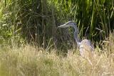 <i>Ardea cinerea</i> </br>Grey Heron