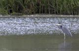 <i>Ardea cinerea</i> </br>Grey Heron