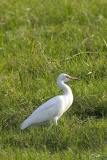 <i>Mesophoyx intermedia</i> </br>Intermediate Egret