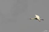 <i>Threskiornis melanocephalus</i> </br>Black-headed Ibis [juvenile]