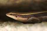 <i>Mabuya macularius</i> </br>Little Skink