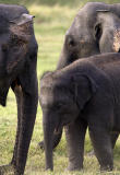 <i>Asian Elephant</i> </br>Elephas maximus