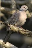 <i>Streptopelia chinensis</i> </br>Spotted Dove