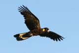 <i>Calyptorhynchus funereus</i> </br>Yellow-tailed Black Cockatoo