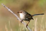 <i>Malurus lamberti</i> </br>Variegated Fairy-wren