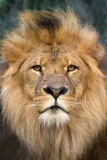 lionawesom.jpg