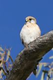 Falconiformes (Falcons)