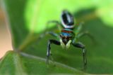 <i>Cosmophasis rubra</i><br>Jumping Spider