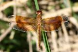 Neurothemis stigmatizans [Male]