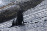 <i>Arctocephalus fosteri</i><br>New Zealand Fur Seal