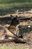 <i>M. fuliginosus</i><br>Kangaroo Island Kangaroo