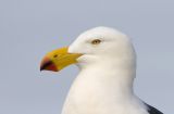 <i>Larus pacificus</i> <br>Pacific Gull