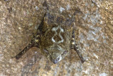 <i>Rhynchonycteris nas </i><br>Proboscis Bat