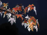 Autumn Fantacy Maple - Minolta Dimage 7Hi.jpg