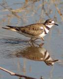 Killdeer Reflection - Nikon D 70.jpg