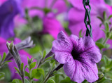 Hanging Basket