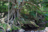 Morton Bay Fig Tree in the Rainforest
